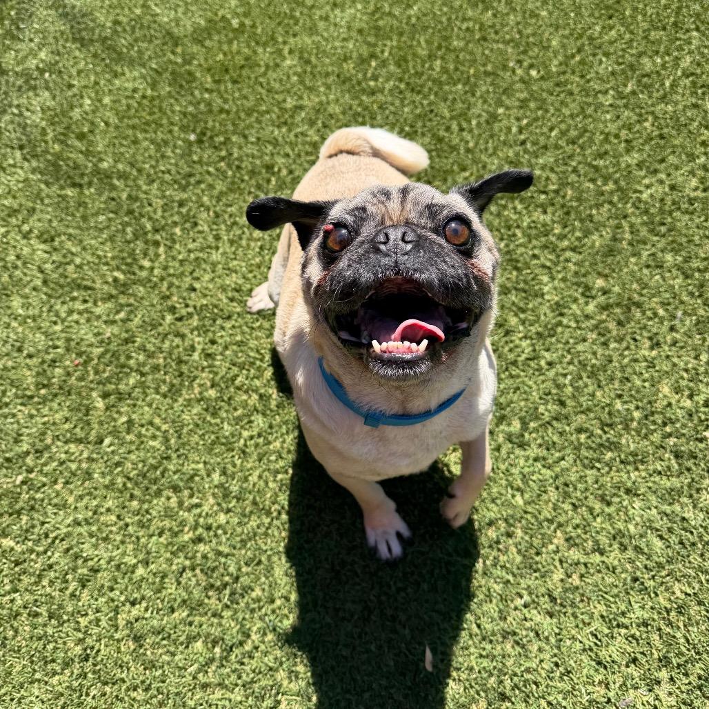Enlarge The Notorious P.U.G., a Adoptable Pug in Buellton, CA image 1/6