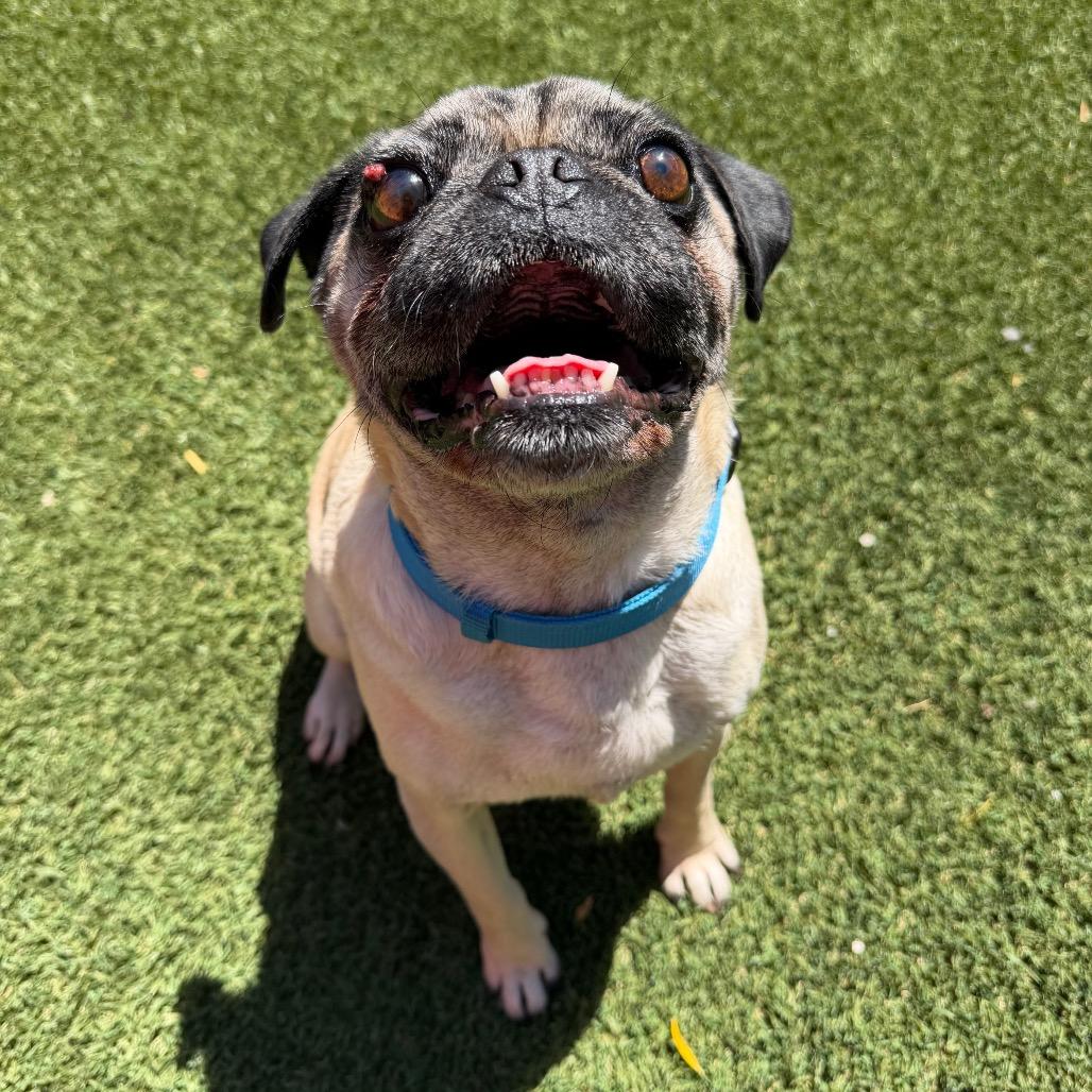 Enlarge The Notorious P.U.G., a Adoptable Pug in Buellton, CA image 2/6