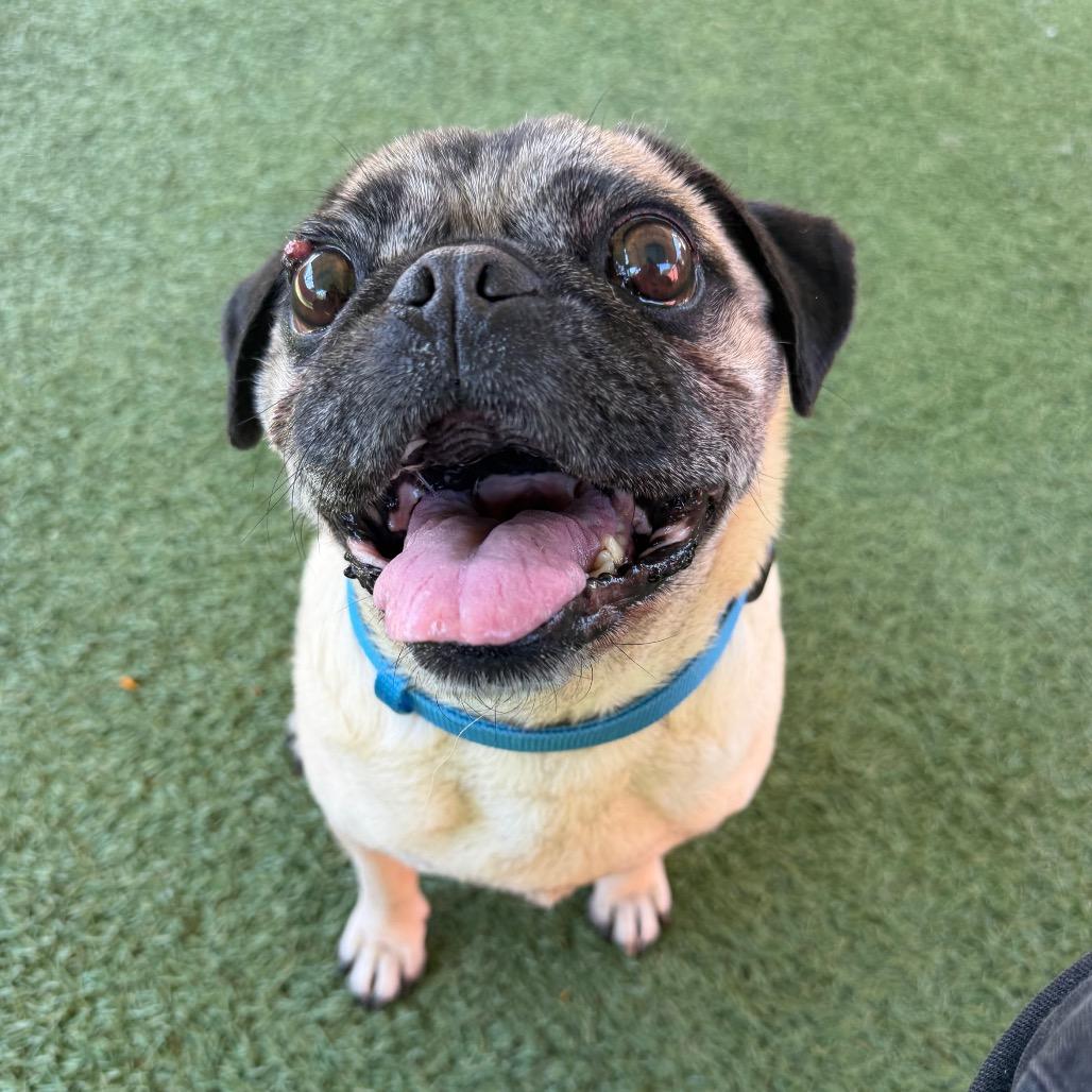 Enlarge The Notorious P.U.G., a Adoptable Pug in Buellton, CA image 3/6