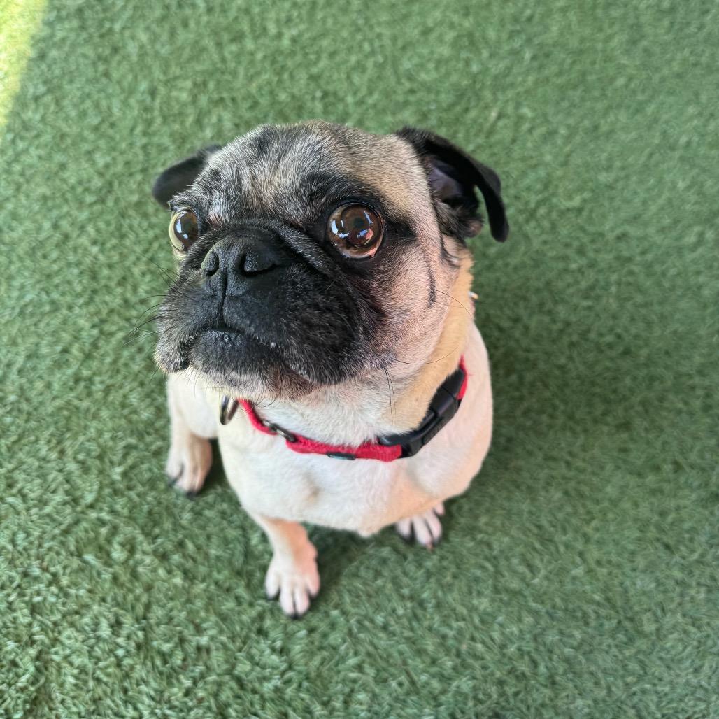 Enlarge The Notorious P.U.G., a Adoptable Pug in Buellton, CA image 4/6
