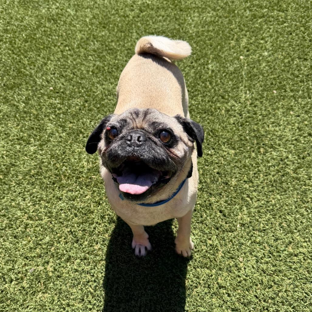 Enlarge The Notorious P.U.G., a Adoptable Pug in Buellton, CA image 5/6