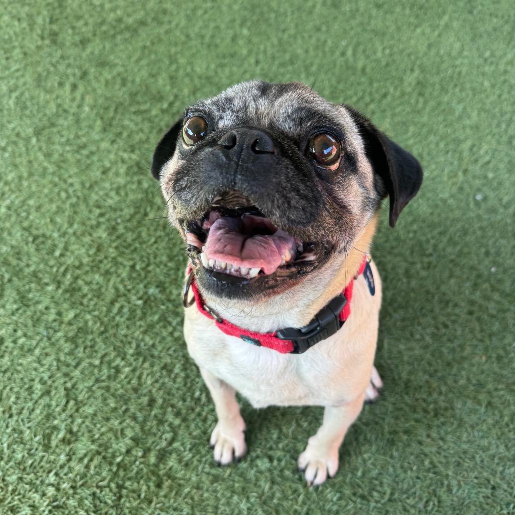 Enlarge The Notorious P.U.G., a Adoptable Pug in Buellton, CA image 6/6
