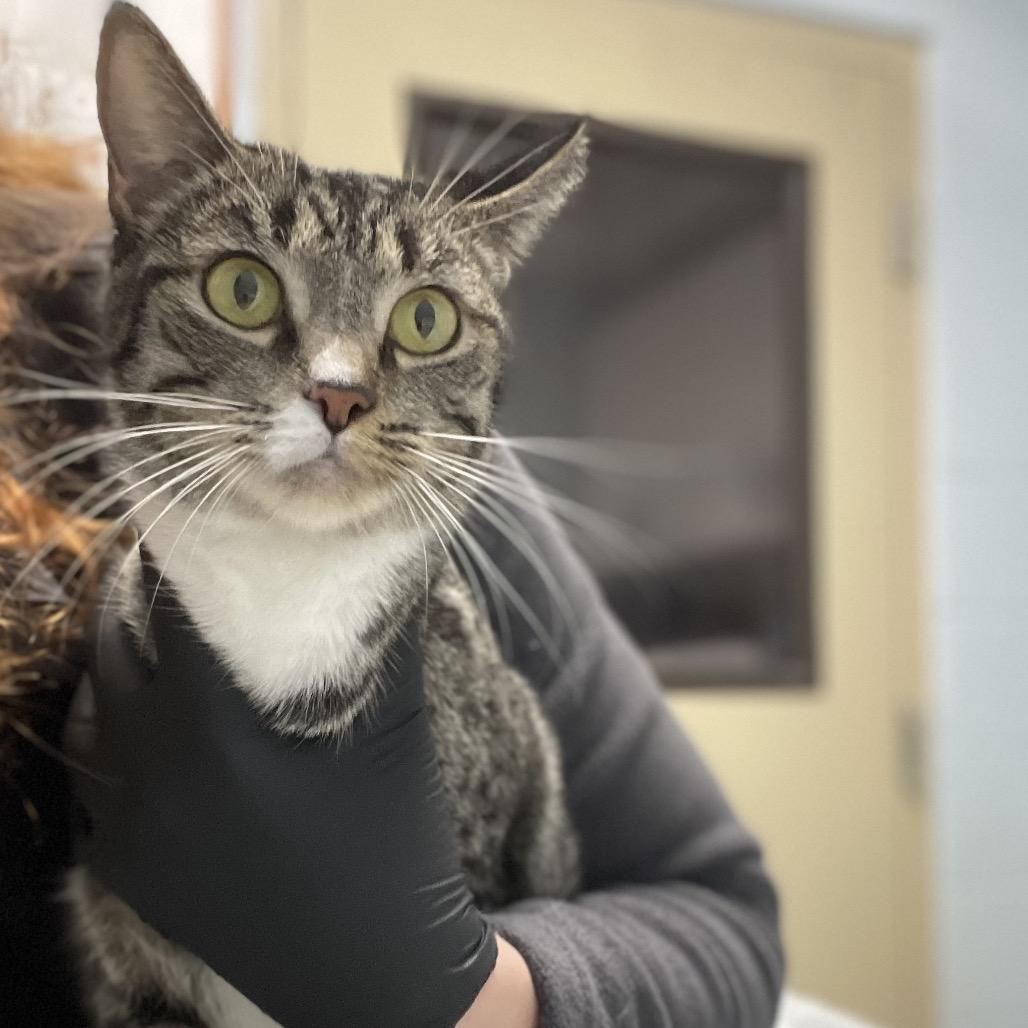 Enlarge Demi, a Adoptable Domestic Short Hair in Naperville, IL image 1/1