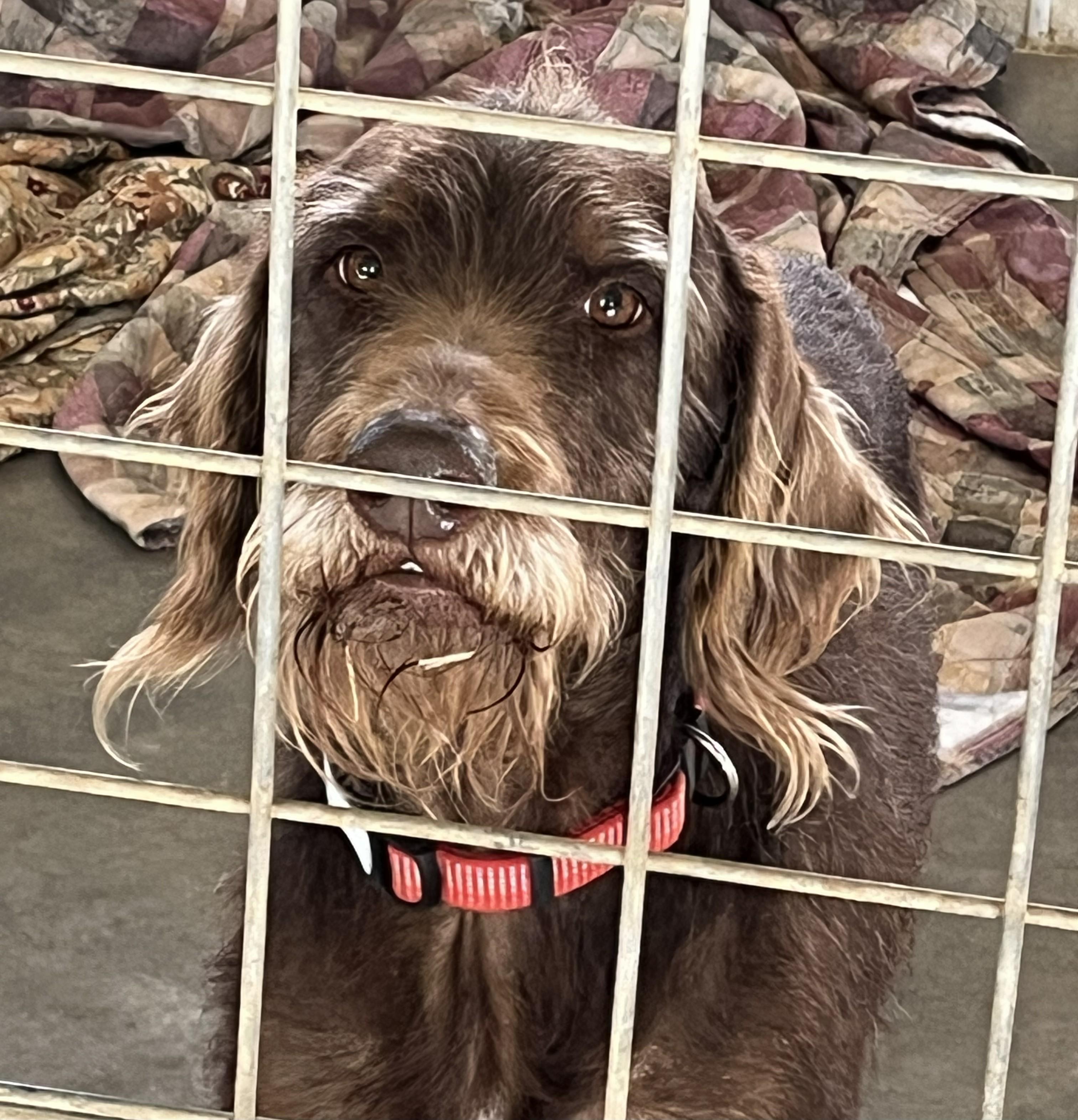 Zoey, an adoptable Labradoodle in Falls Church, VA, 22041 | Photo Image 3
