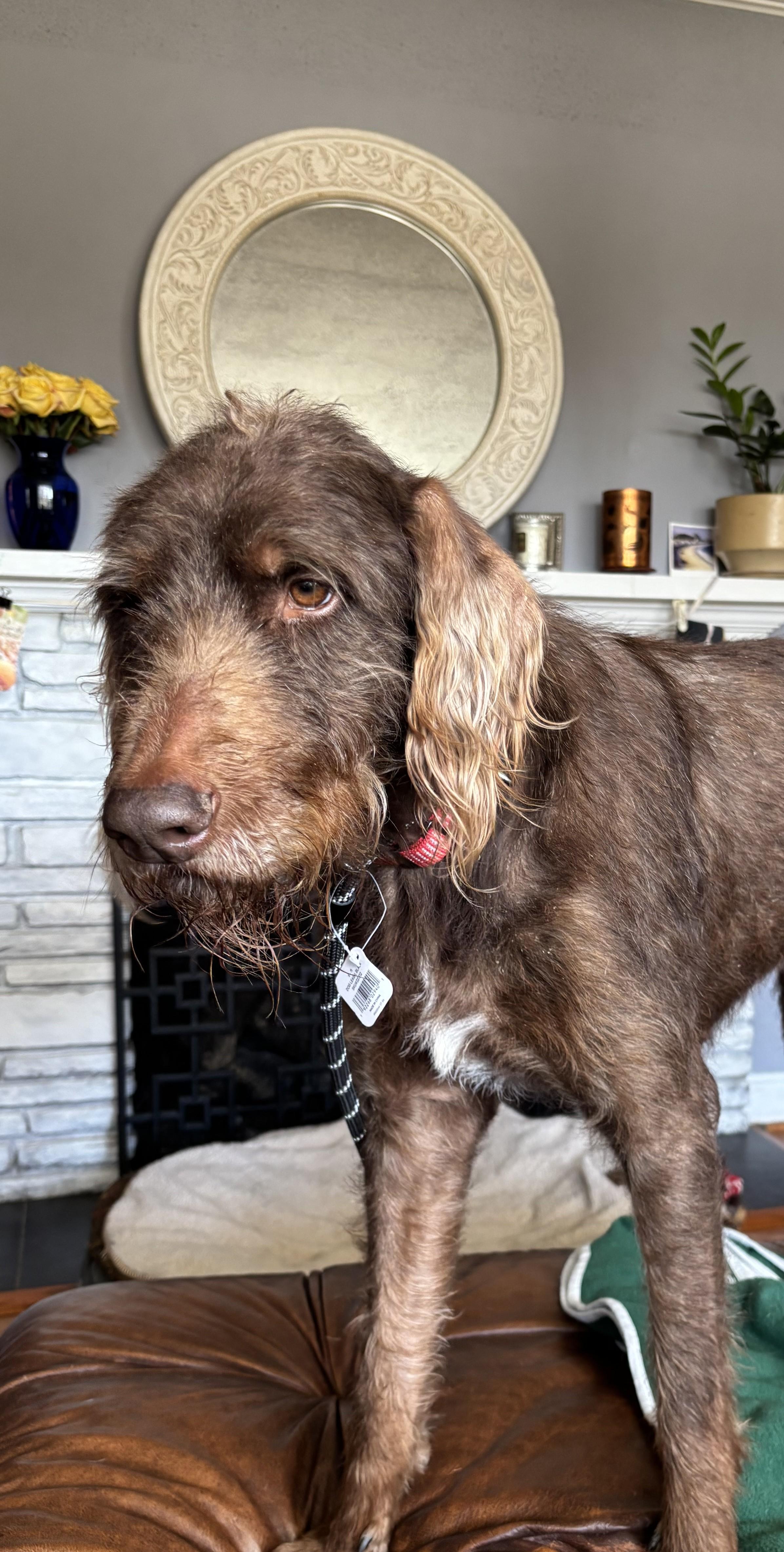 Zoey, an adoptable Labradoodle in Falls Church, VA, 22041 | Photo Image 4