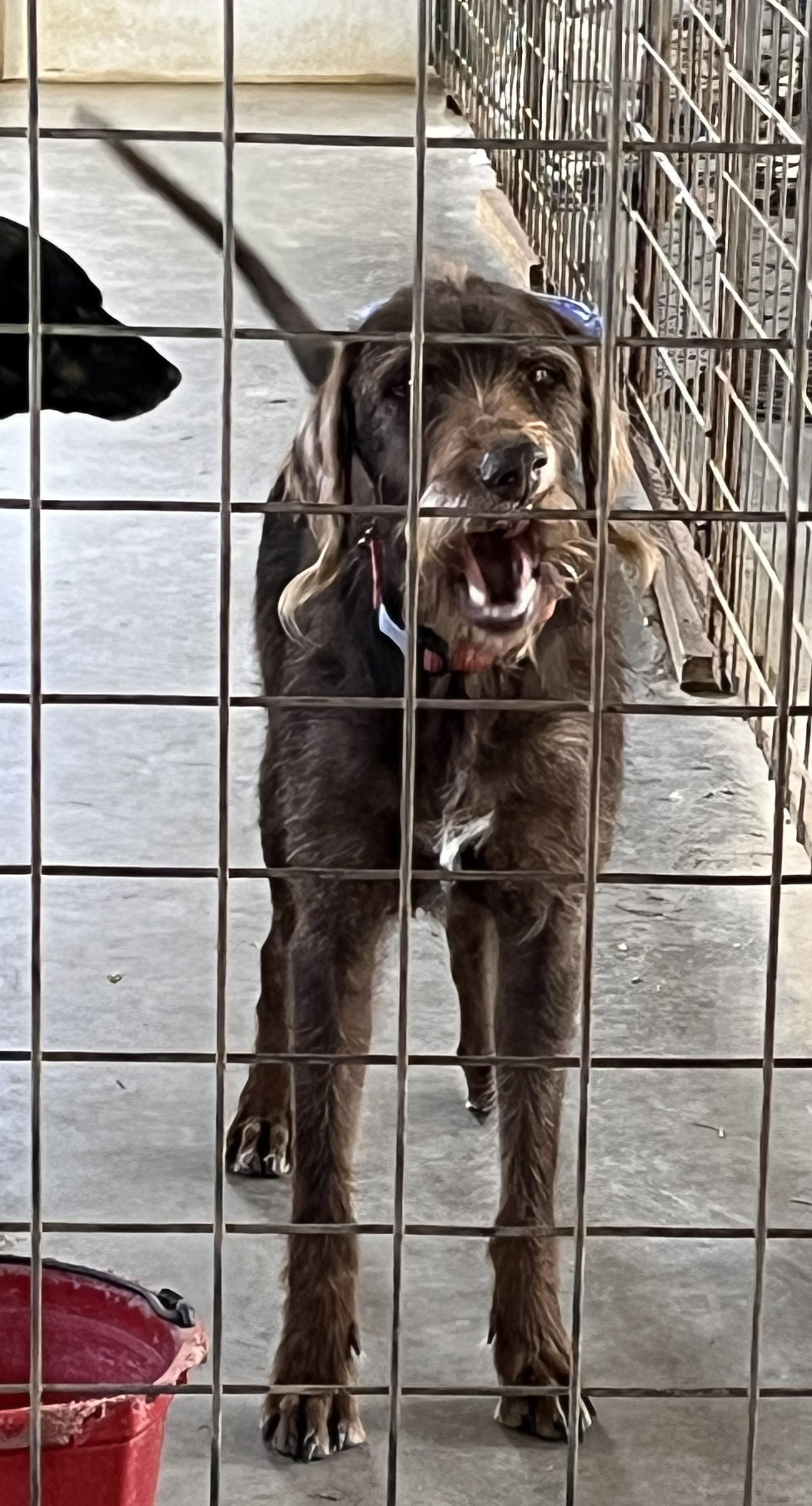 Zoey, an adoptable Labradoodle in Falls Church, VA, 22041 | Photo Image 5
