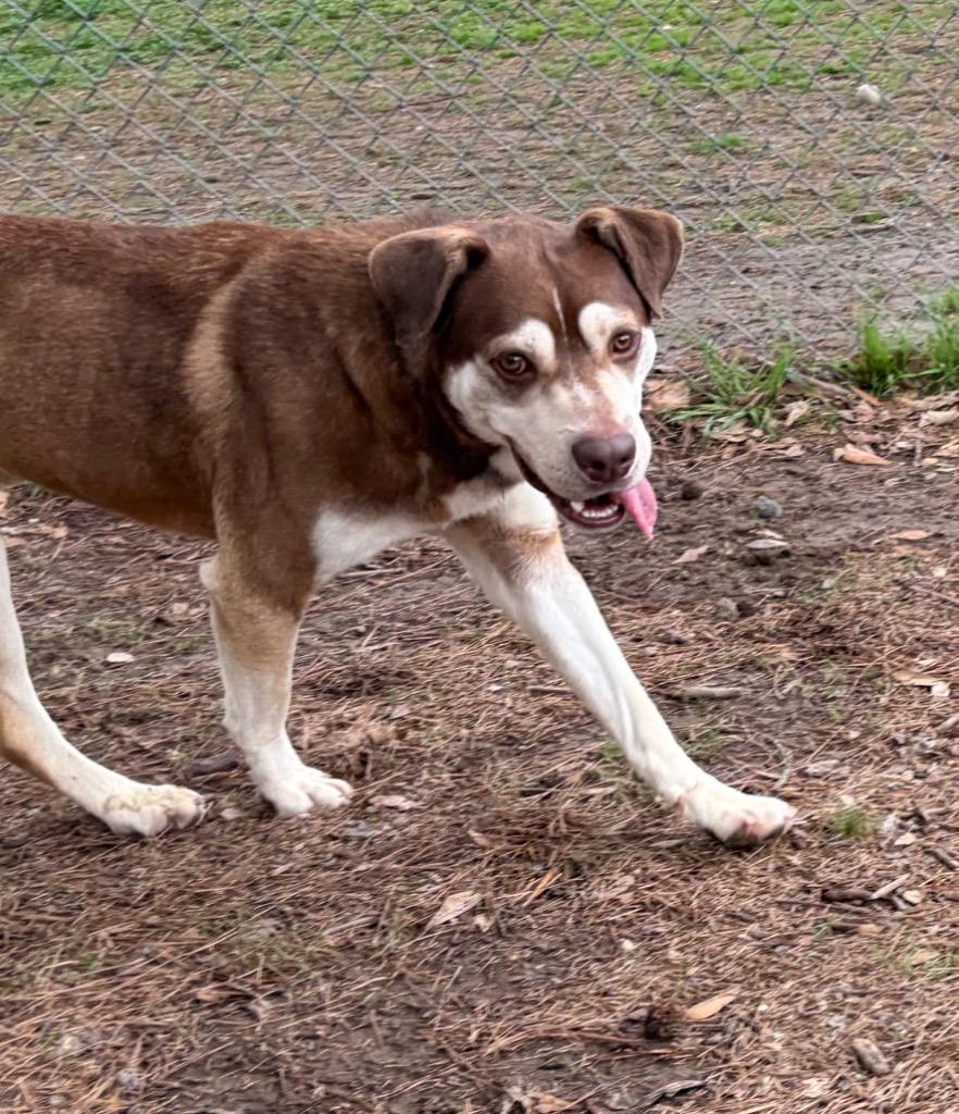 Enlarge Berkeley, a Adoptable mixed breed in Little Rock, AR image 1/3