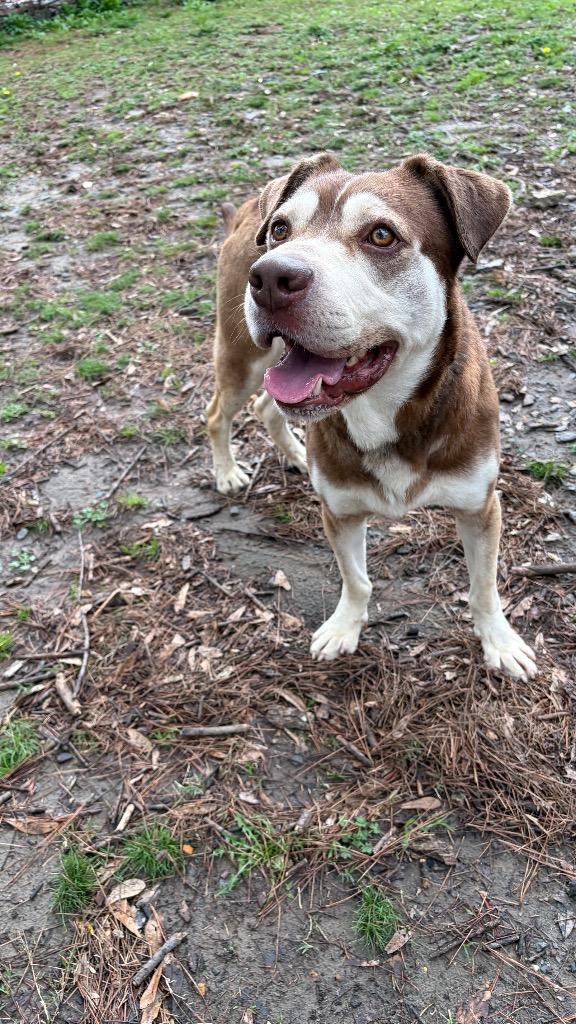 Enlarge Berkeley, a Adoptable mixed breed in Little Rock, AR image 2/3