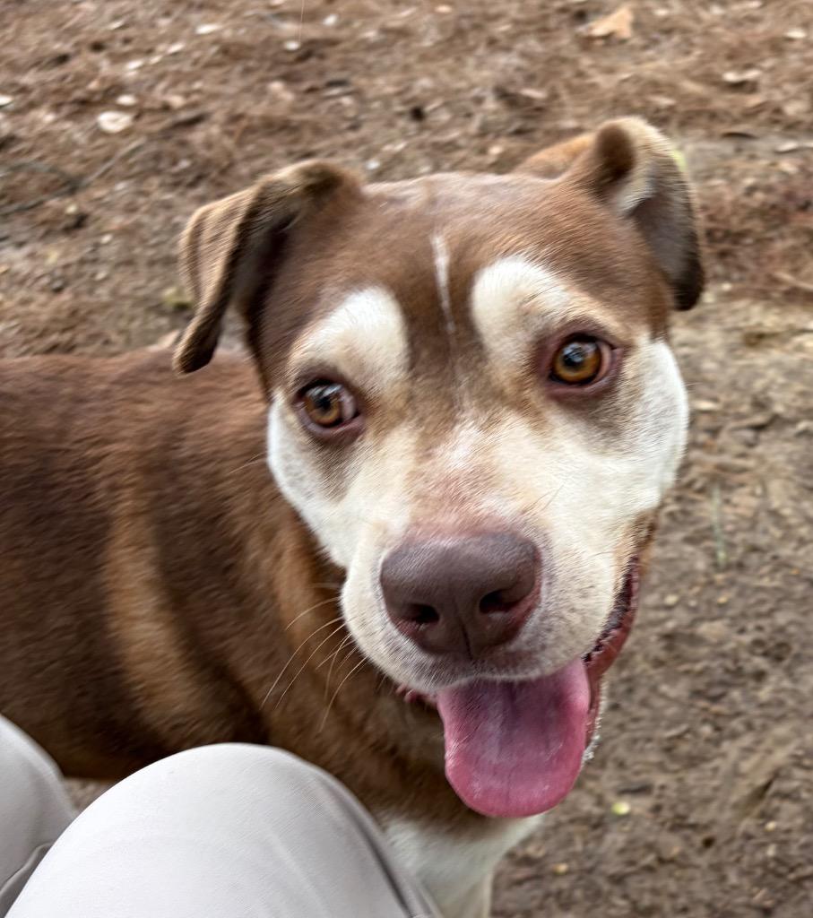Enlarge Berkeley, a Adoptable mixed breed in Little Rock, AR image 3/3