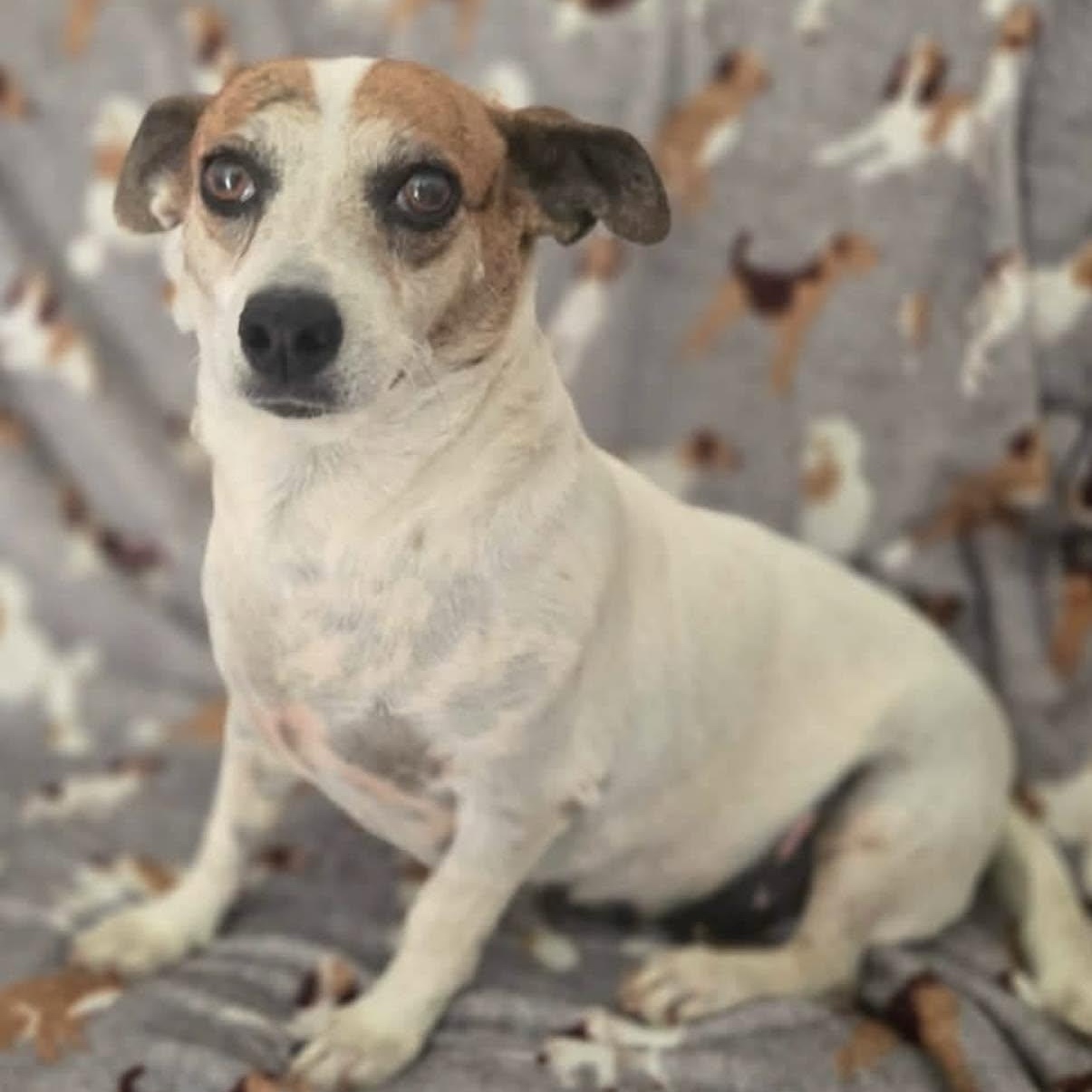 Eloise, a Adoptable mixed breed in West Nyack, NY image 1/6
