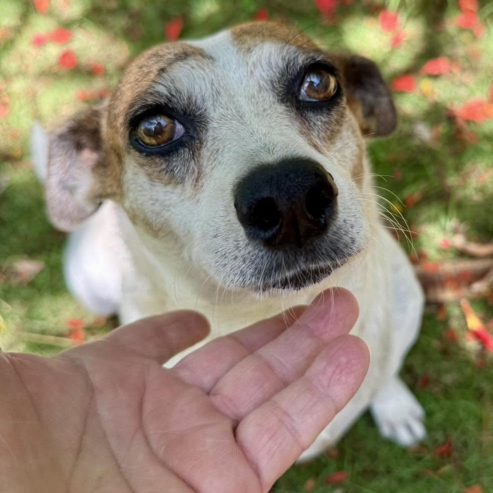 Eloise, a Adoptable mixed breed in West Nyack, NY image 2/6