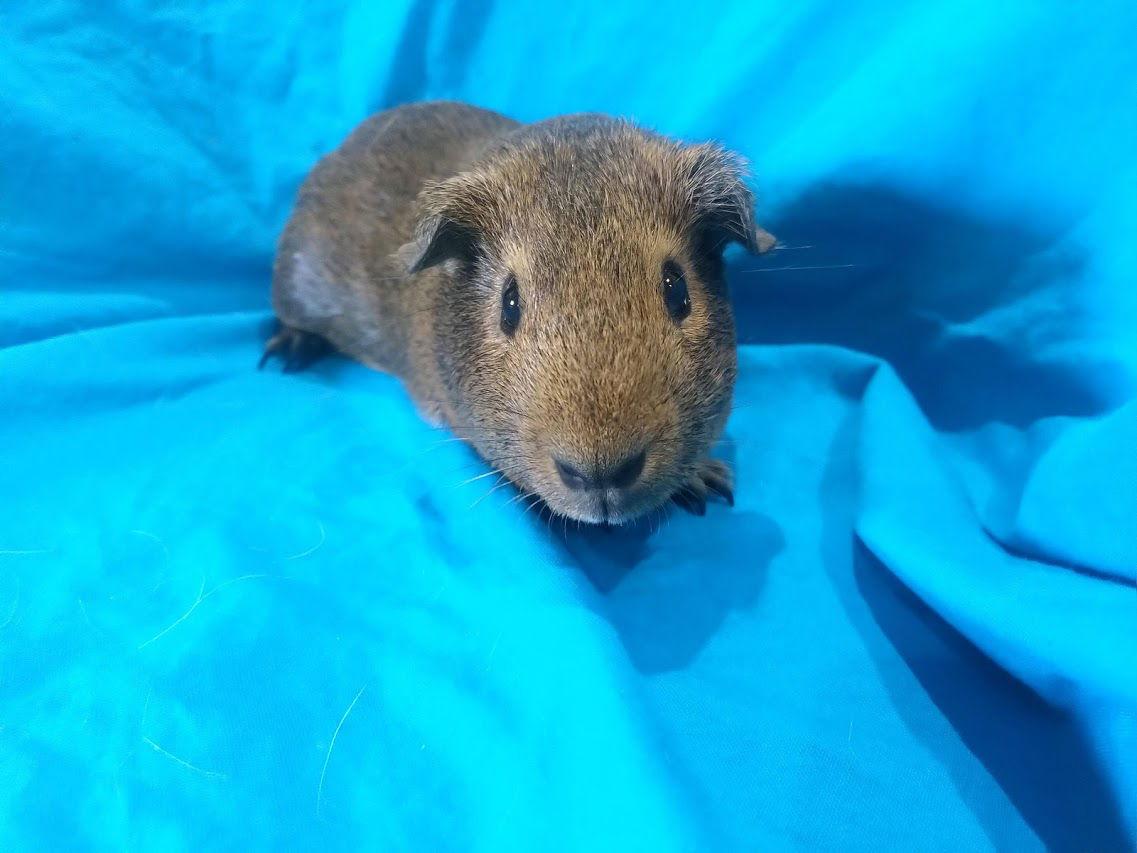 Hershey & Cookie, a Adopted Guinea Pig in Baton Rouge, LA image 1/3