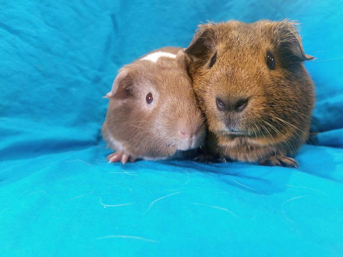 Hershey & Cookie, a Adopted Guinea Pig in Baton Rouge, LA image 2/3