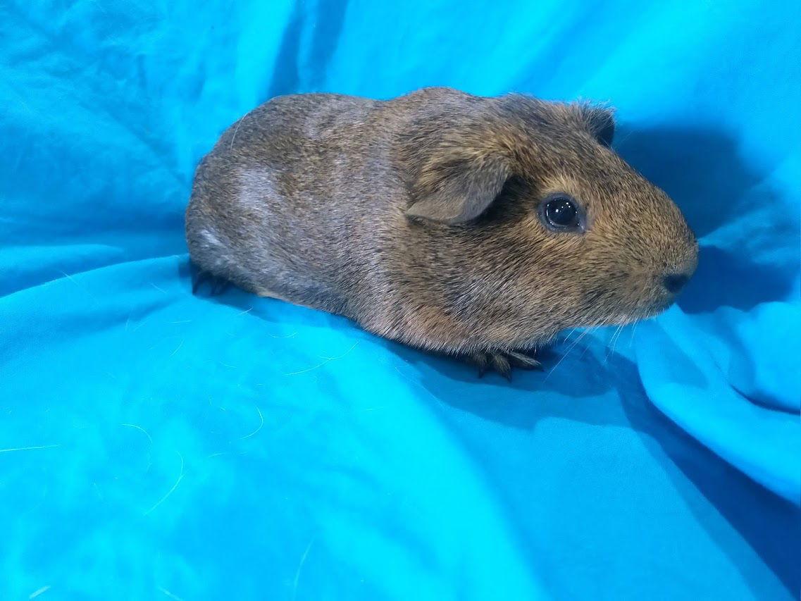 Hershey & Cookie, a Adopted Guinea Pig in Baton Rouge, LA image 3/3