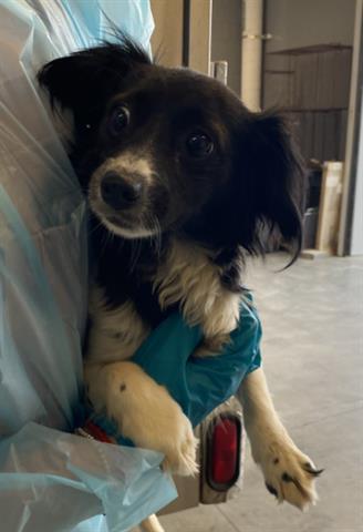 Enlarge DARCY, a Adoptable Chihuahua in San Martin, CA image 1/1