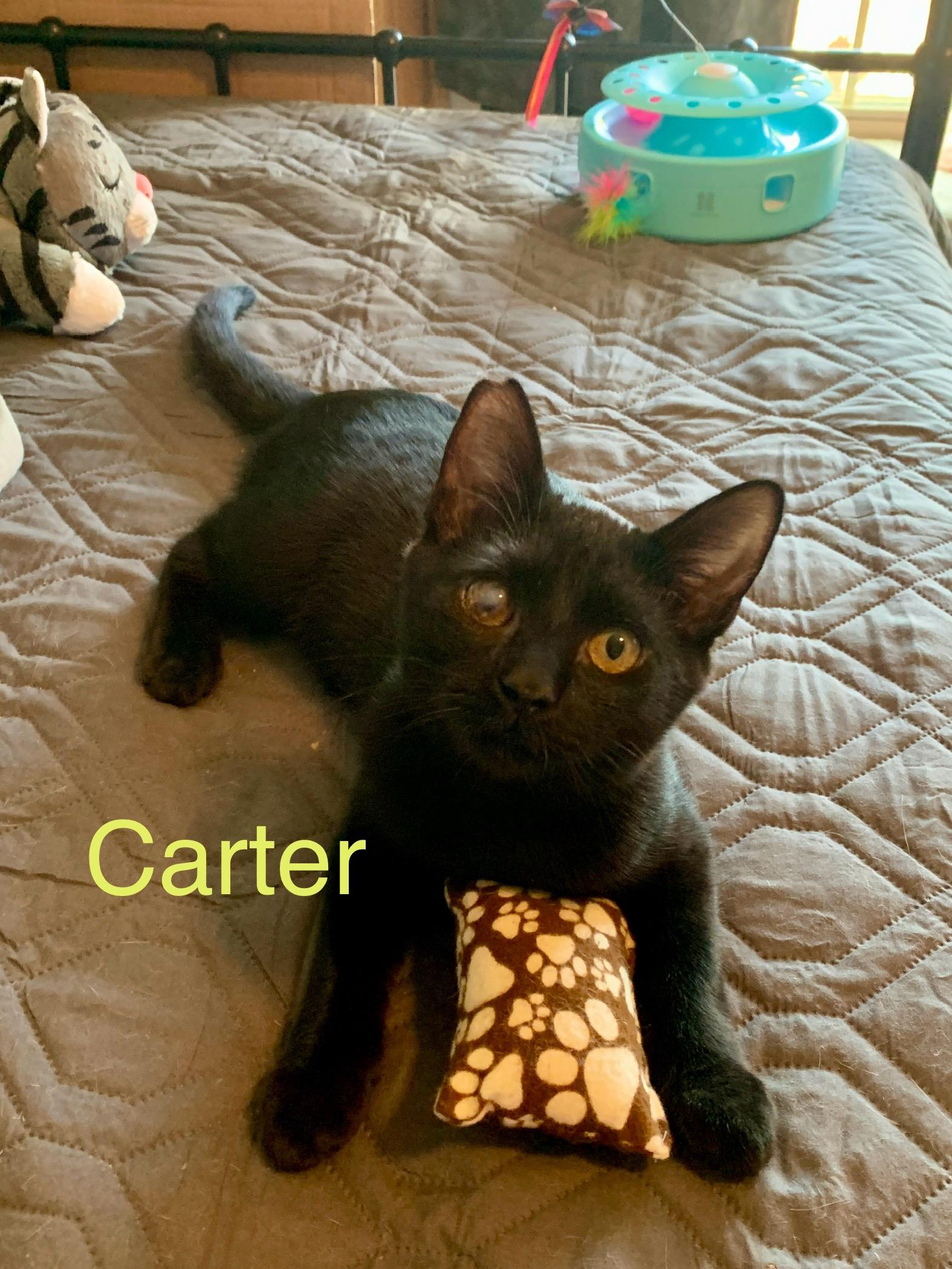 Enlarge Carter, a Adoptable mixed breed in Bonaire, GA image 2/6
