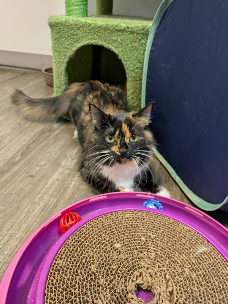 Artemis, Adoptable, Young Female Domestic Medium Hair.