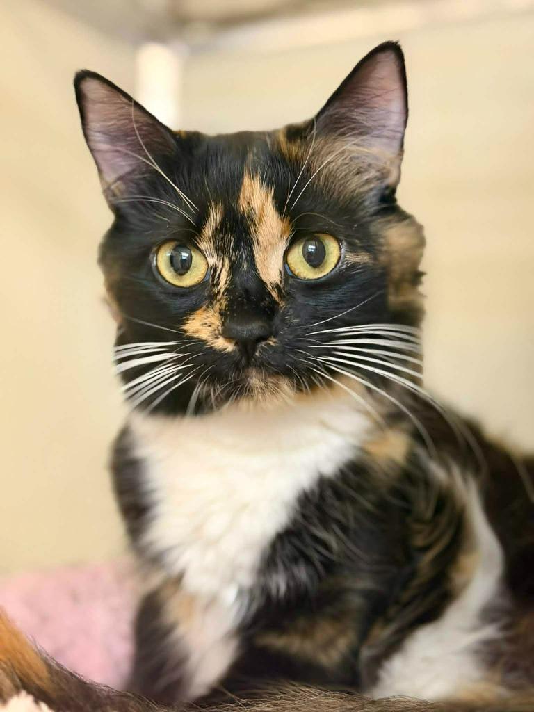 Enlarge Artemis, a Adoptable mixed breed in Kodiak, AK image 2/4