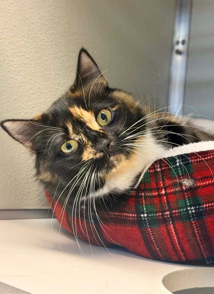 Enlarge Artemis, a Adoptable mixed breed in Kodiak, AK image 3/4