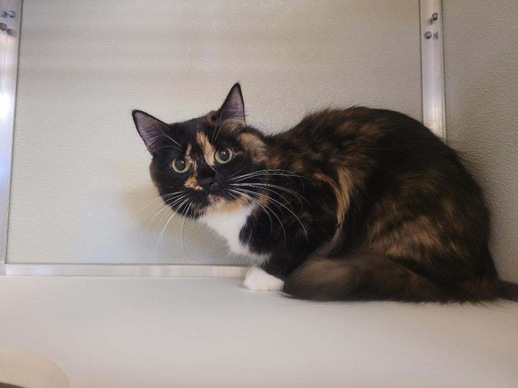 Enlarge Artemis, a Adoptable mixed breed in Kodiak, AK image 4/4