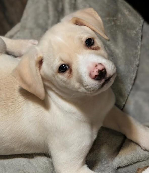 Enlarge Artic, a ADOPTABLE mixed breed in Rochester, MN image 2/5