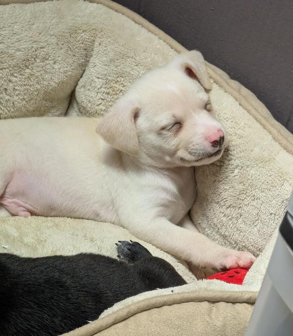 Enlarge Artic, a ADOPTABLE mixed breed in Rochester, MN image 3/5