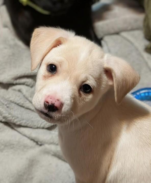 Artic, ADOPTABLE, Puppy Male Mixed Breed & Chihuahua.