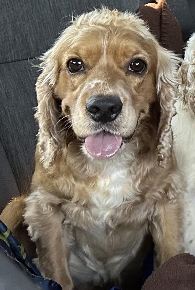 Enlarge Clyde, a Adoptable Cocker Spaniel in Lawrenceville, GA image 3/4