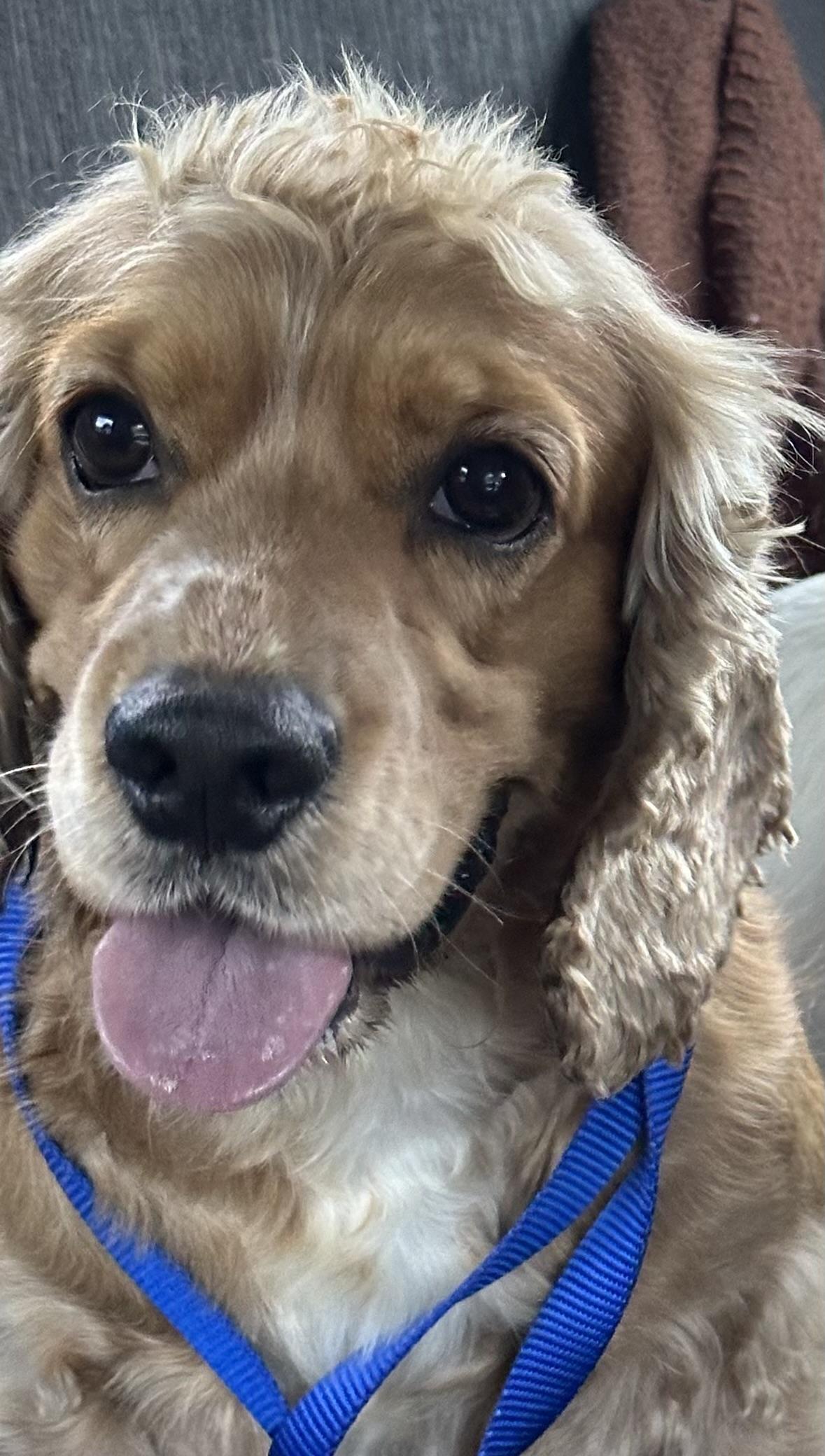 Enlarge Clyde, a Adoptable Cocker Spaniel in Lawrenceville, GA image 4/4
