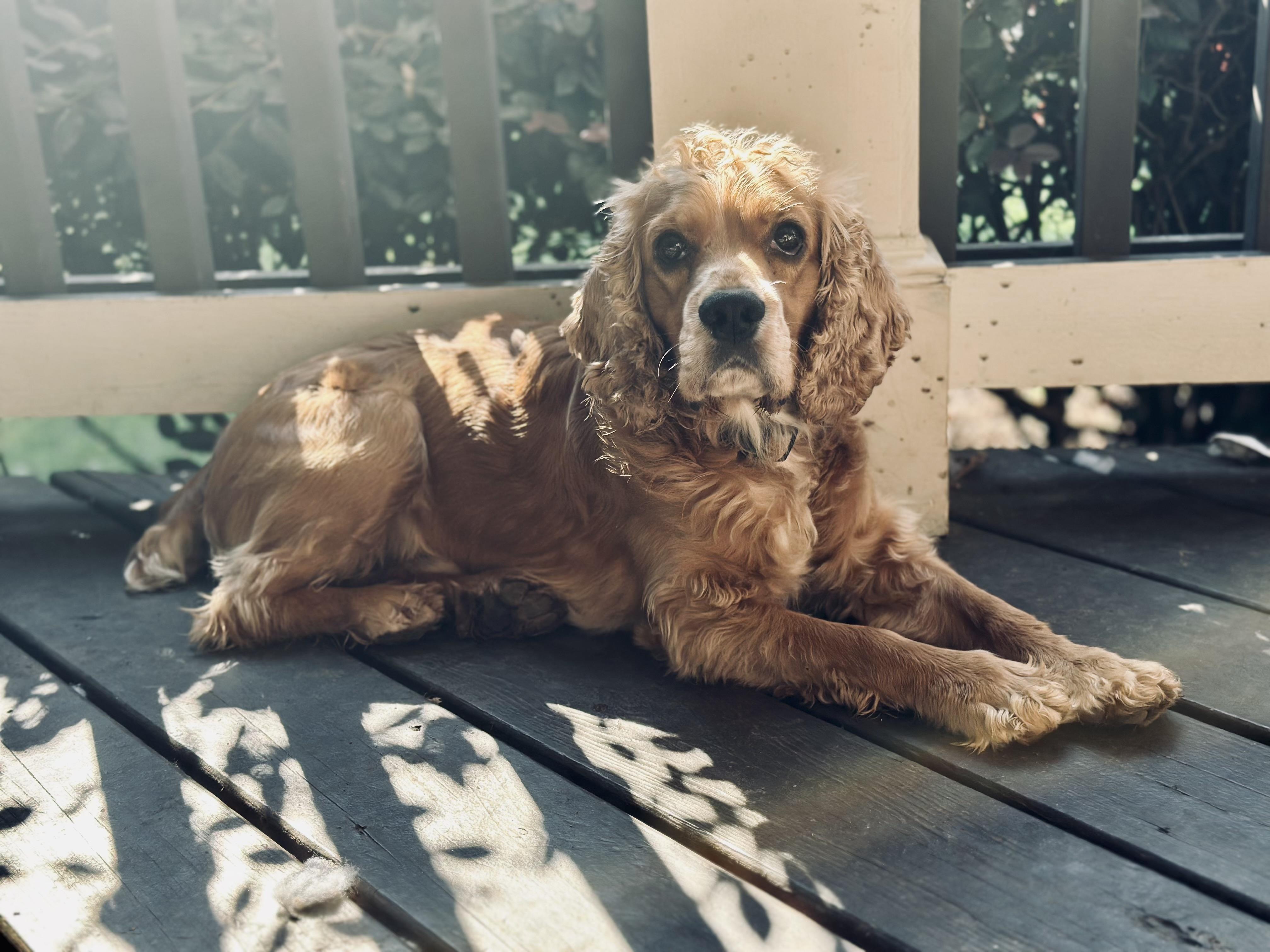 Clyde, Adoptable, Adult Male Cocker Spaniel.