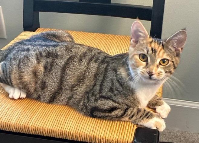Tacey25, Adoptable, Young Female Domestic Short Hair.