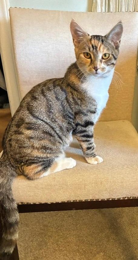 Enlarge Tacey25, a Adoptable mixed breed in Youngsville, NC image 2/3