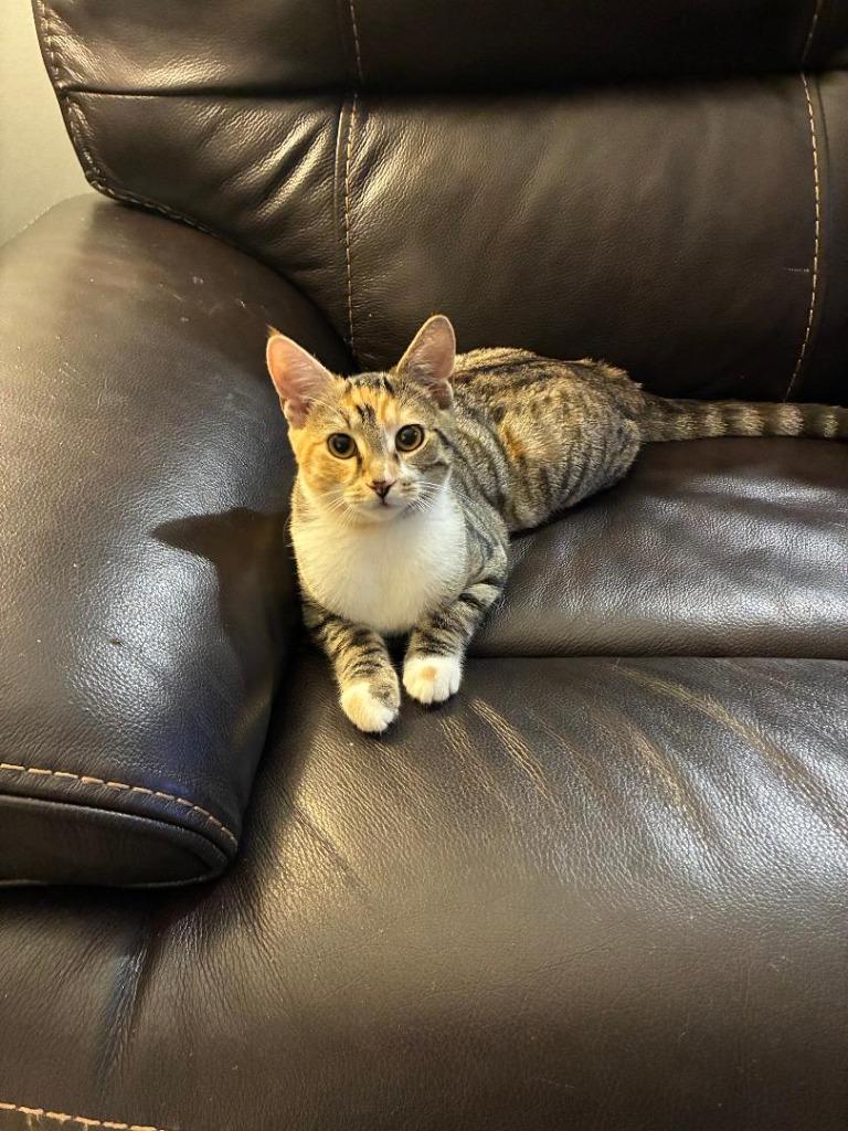 Enlarge Tacey25, a Adoptable mixed breed in Youngsville, NC image 3/3