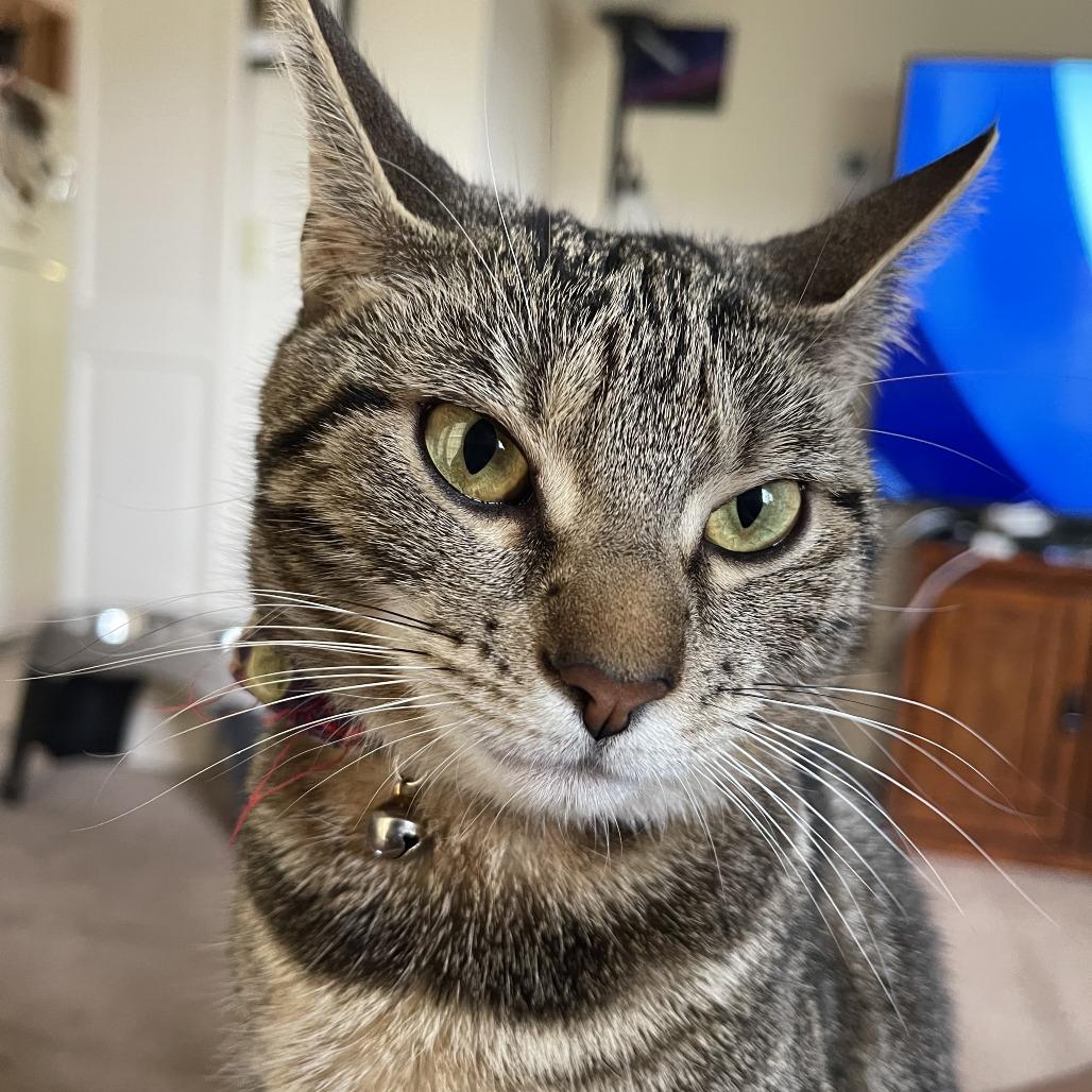 Enlarge Neko, a Adoptable Domestic Short Hair in Washington Township, OH image 1/1