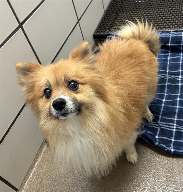 PONYO, Adoptable, Adult Male Pomeranian & Mixed Breed.