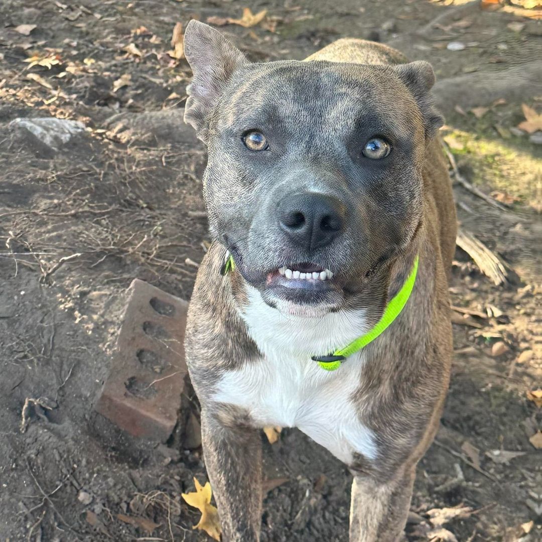 Enlarge Leo, a Adoptable mixed breed in Jefferson , LA image 1/1