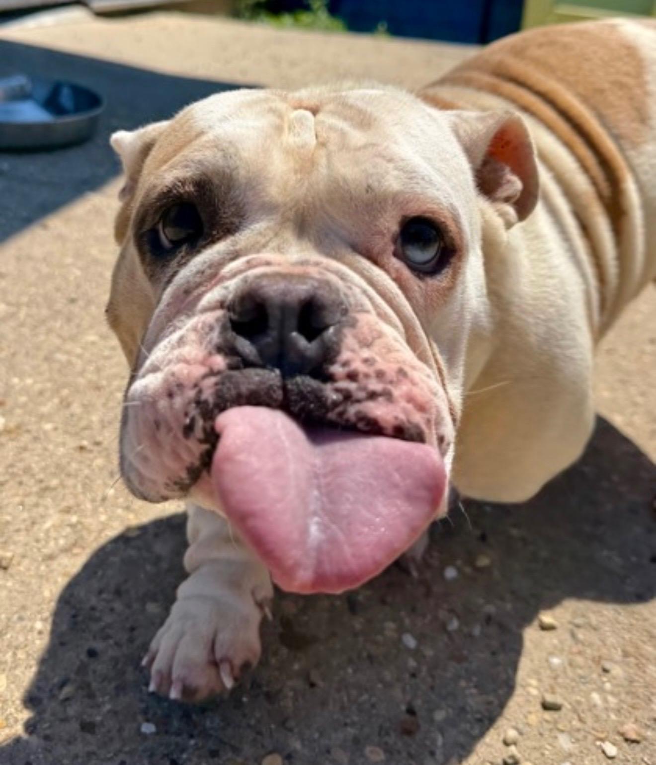 Petunia, ADOPTABLE, Young Female Bulldog.