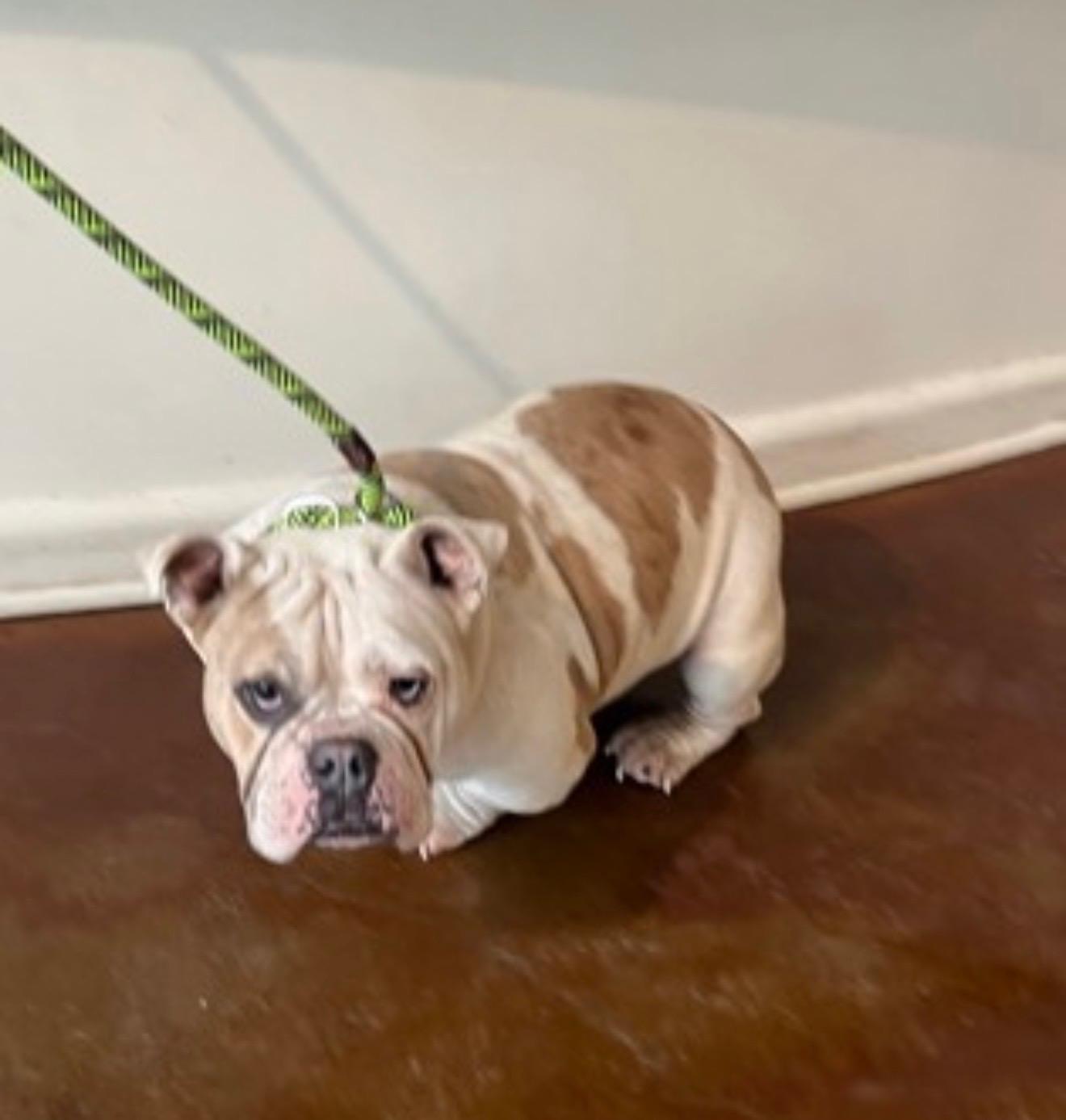 Enlarge Petunia, a ADOPTABLE mixed breed in Lutz, FL image 3/3