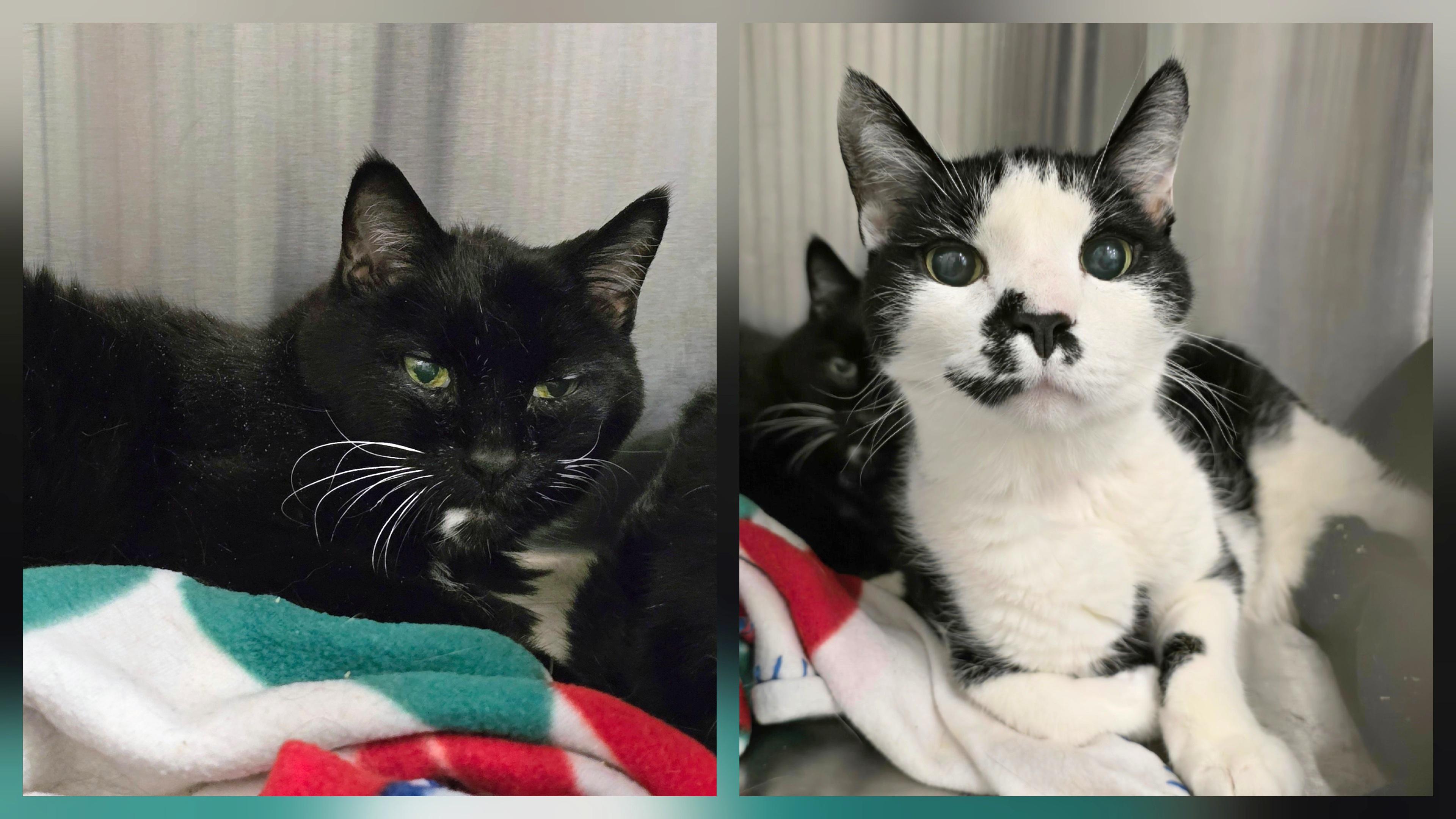 Enlarge 6-90 Angel & 6-91 Trouble, an adopted mixed breed in Amityville, NY image 1/1