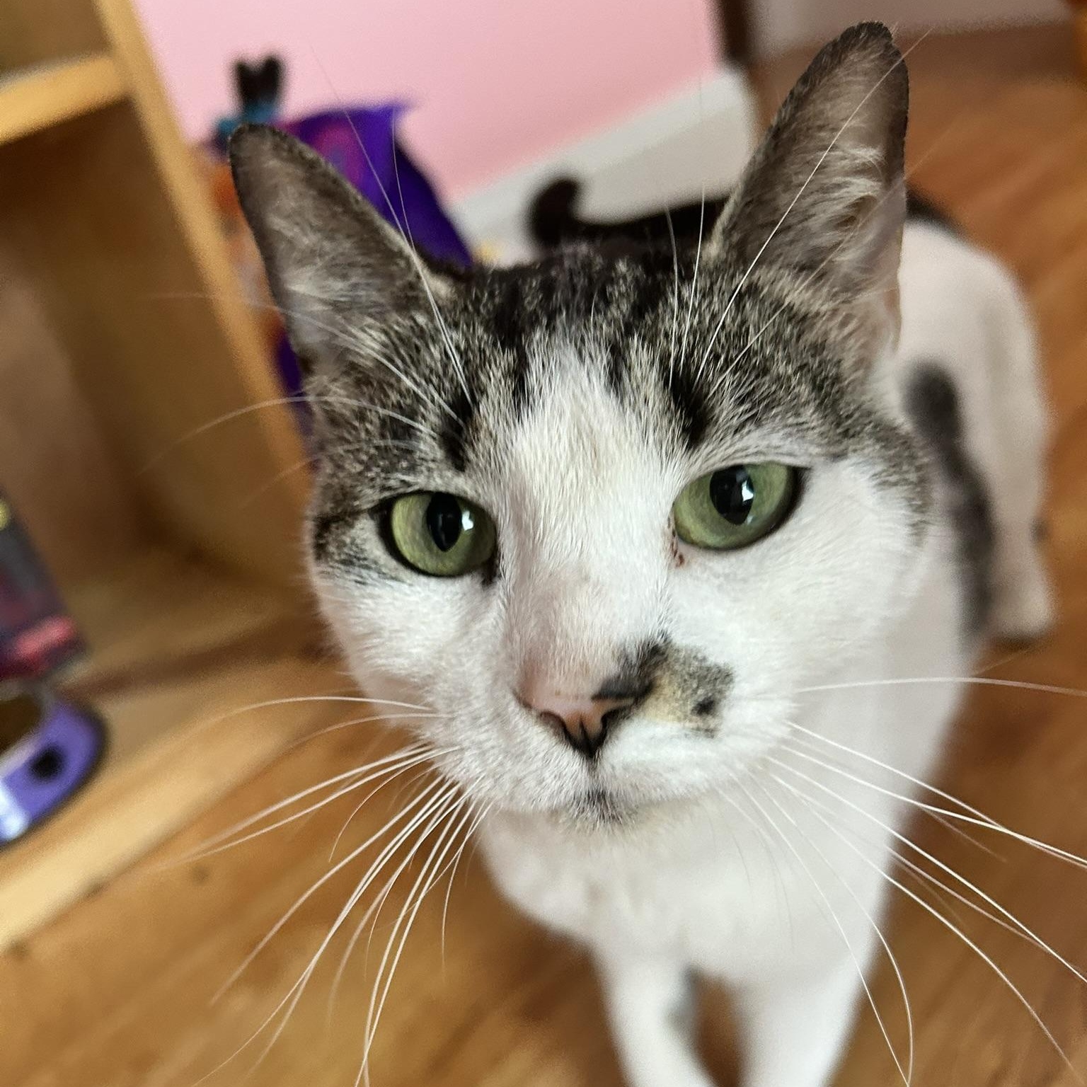 Royal, Adoptable, Young Female Domestic Short Hair.
