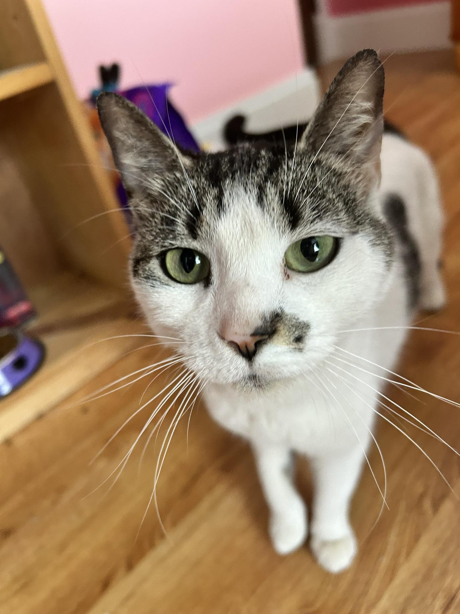 Enlarge Royal, a Adoptable Domestic Short Hair in Allentown, PA image 2/4