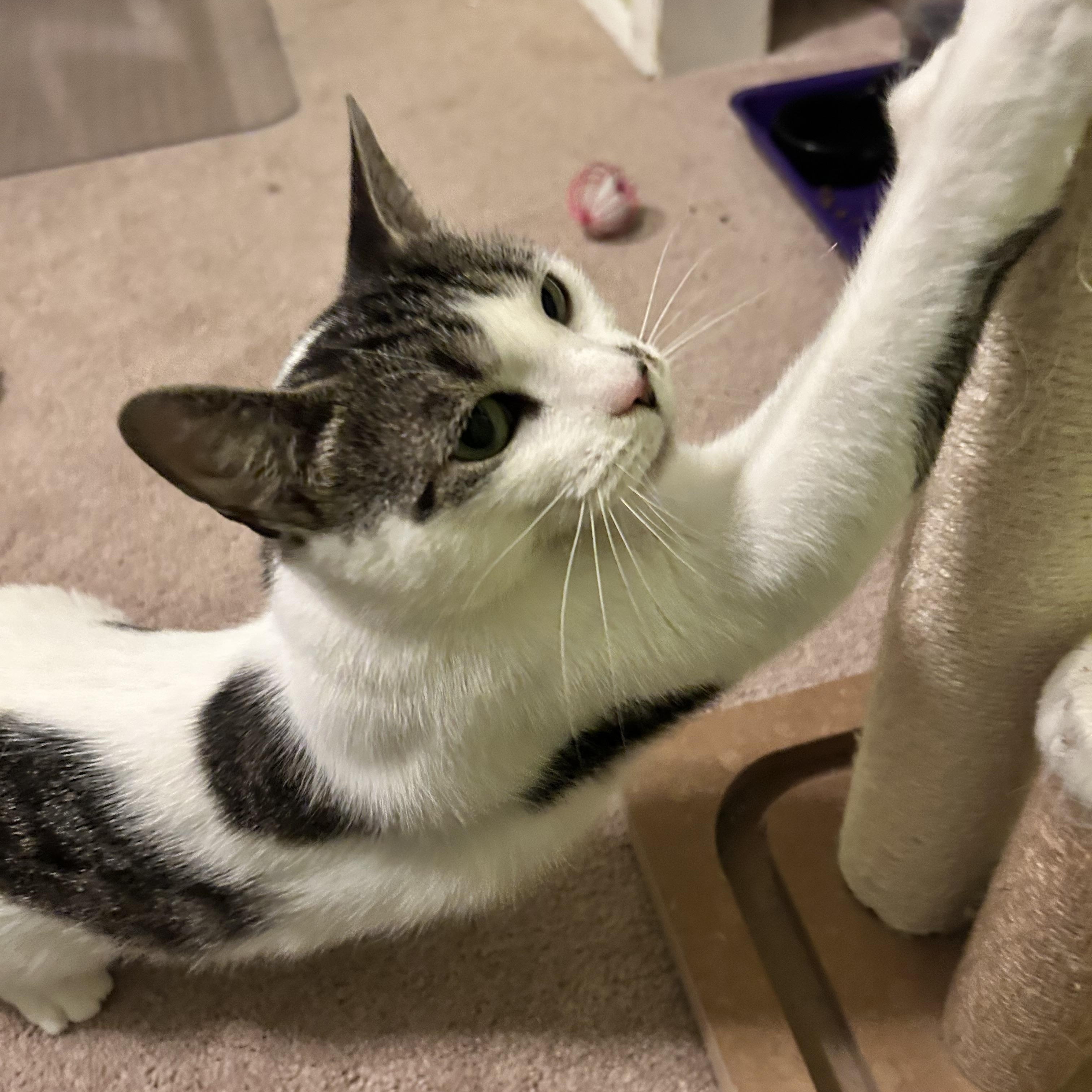 Enlarge Royal, a Adoptable Domestic Short Hair in Allentown, PA image 3/6