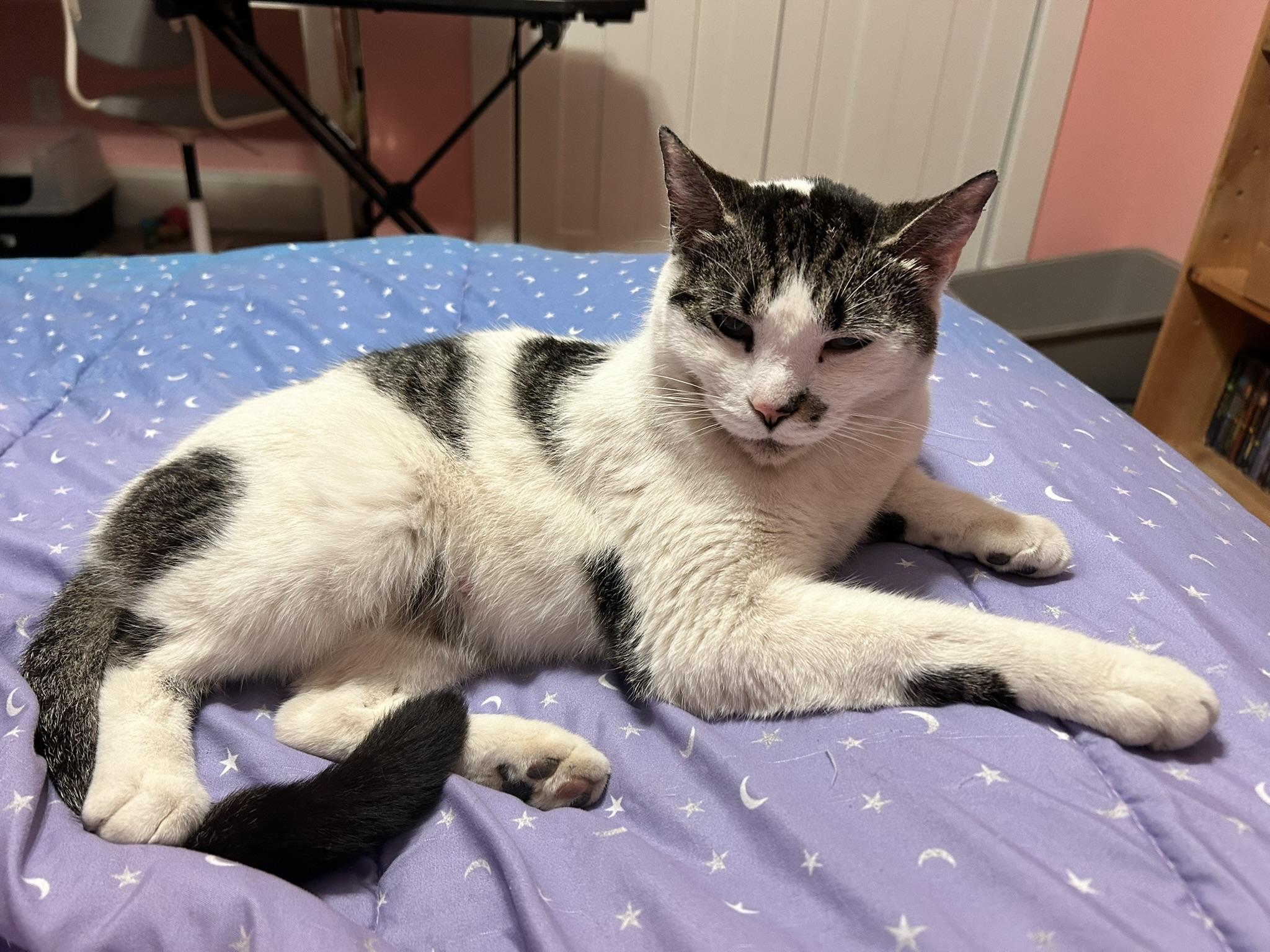 Enlarge Royal, a Adoptable Domestic Short Hair in Allentown, PA image 1/4