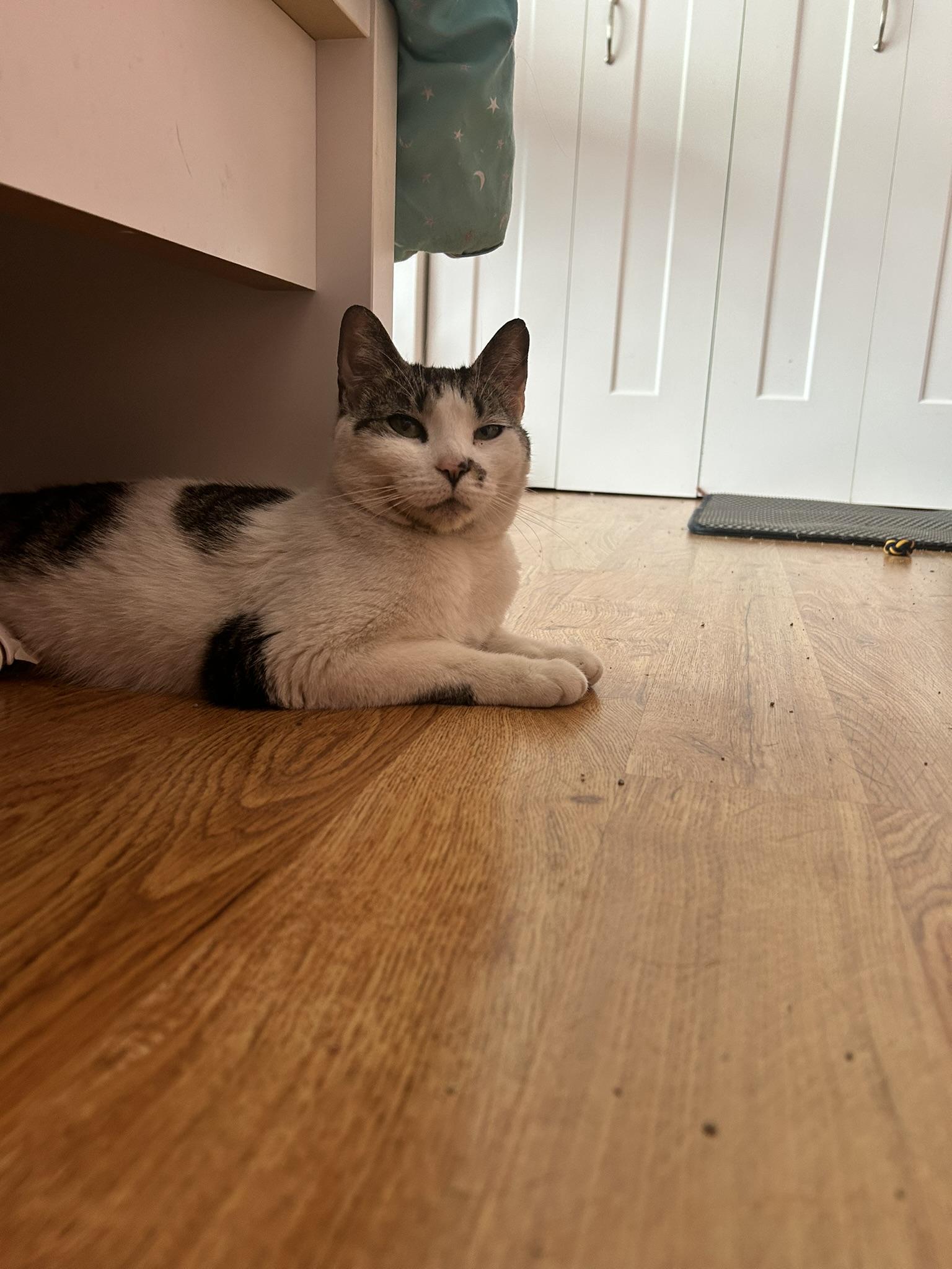 Enlarge Royal, a Adoptable Domestic Short Hair in Allentown, PA image 3/4