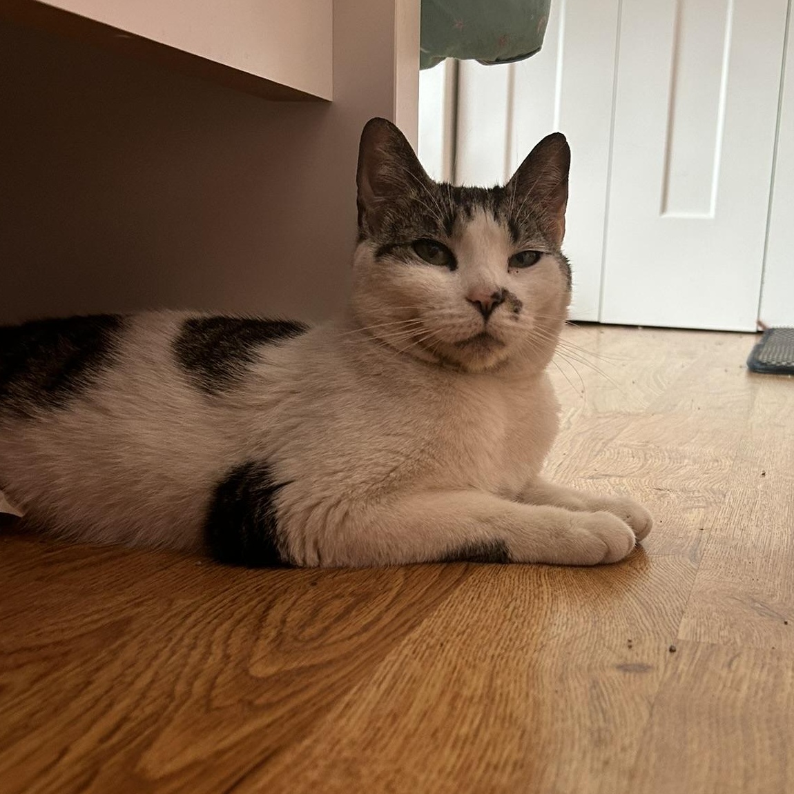 Enlarge Royal, a Adoptable Domestic Short Hair in Allentown, PA image 4/6