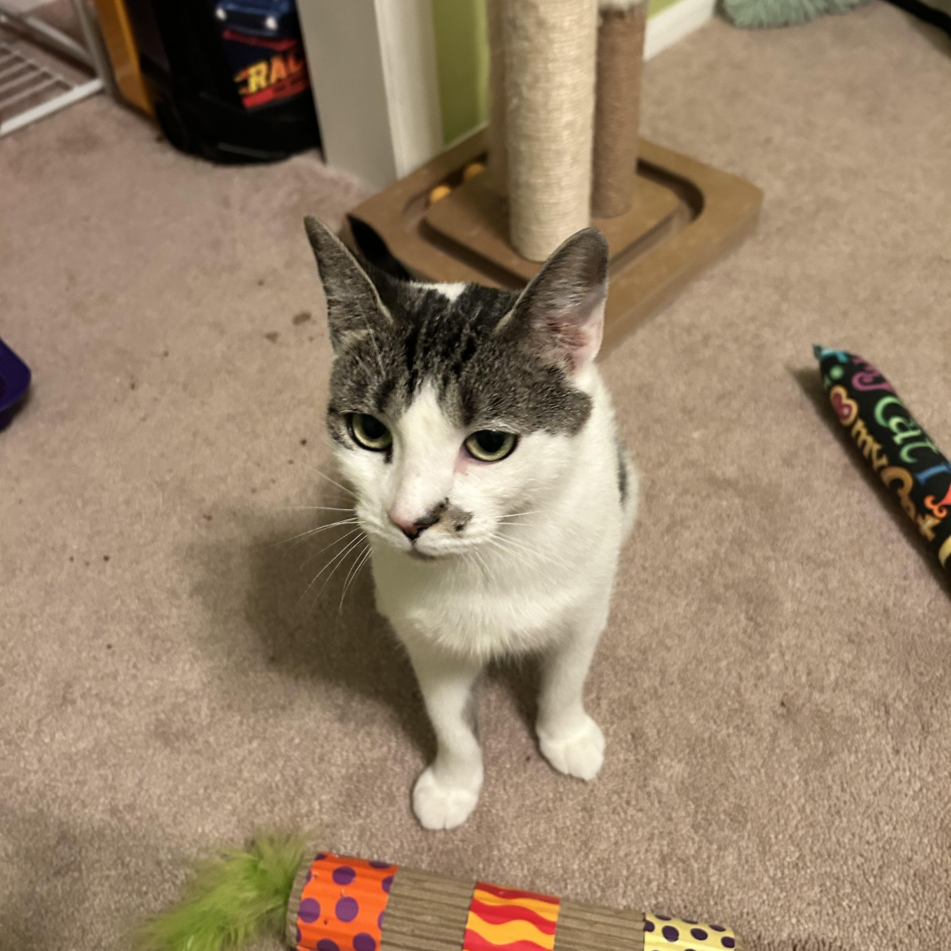 Enlarge Royal, a Adoptable Domestic Short Hair in Allentown, PA image 5/6