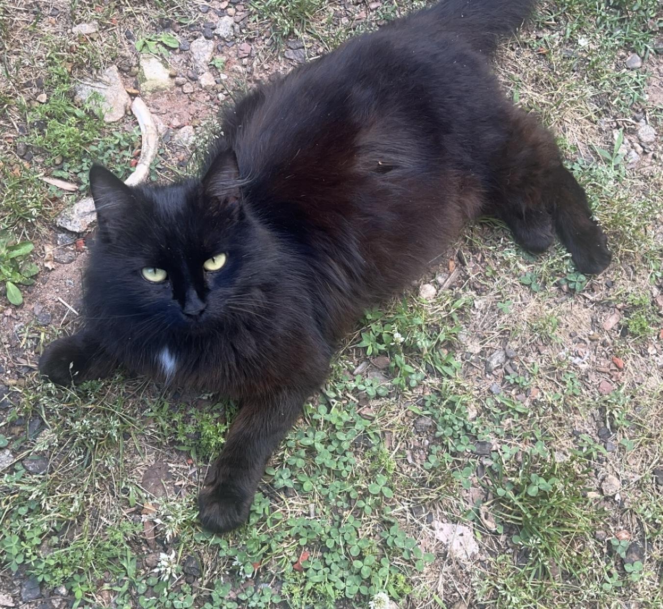 Midnight, Adult Female Domestic Long Hair
