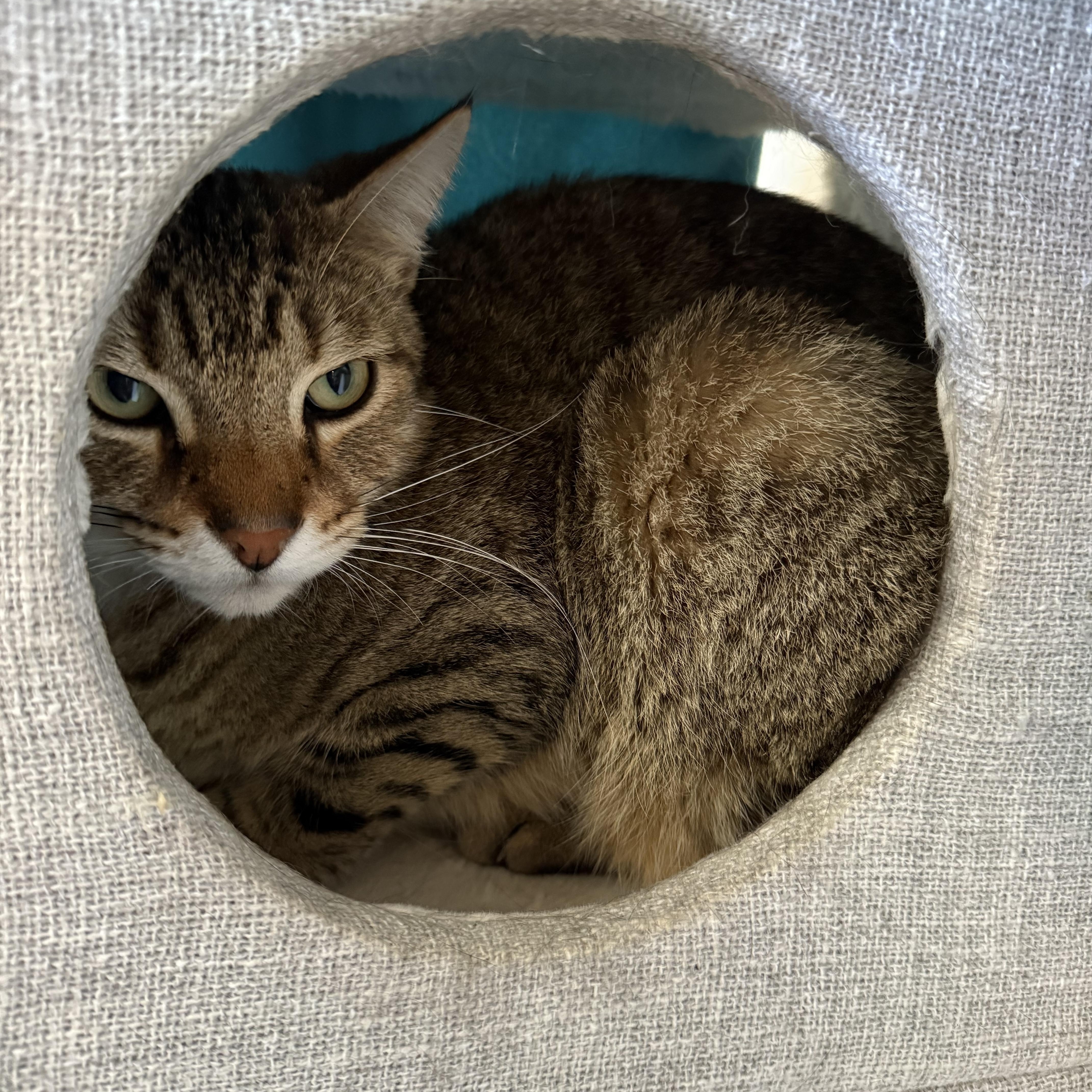 Enlarge Bro, a ADOPTABLE Domestic Short Hair in Hendersonville, TN image 1/1