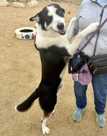 Enlarge Hutson, an adopted Mixed Breed in Georgetown, TX image 3/3