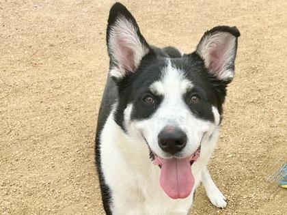 Hutson, adopted, Young Male Mixed Breed.